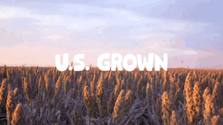 A moving image. Starting with an imagine of sorghum being harvested, deposited into a larger container and a sorghum field. The image read the following moving text: U.S. Grown + Gluten Free, Drought Resilient and Regeneratively Farmed." 